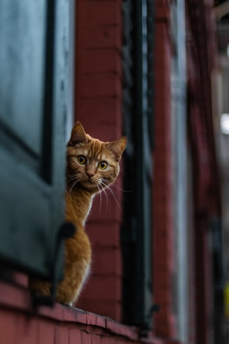 Kucing Hilang Ditemui Duduk Di Sebelah Poster ‘Lost Cat’, Netizen Kongsi Kisah Lucu &#8216;Si Bulus&#8217;