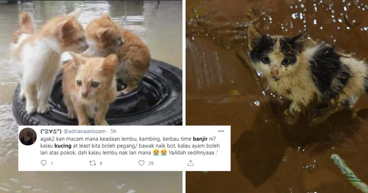 Tular Di Media Sosial, Netizen Risau Apa Nasib Kucing & Haiwan Lain Ketika Banjir Besar