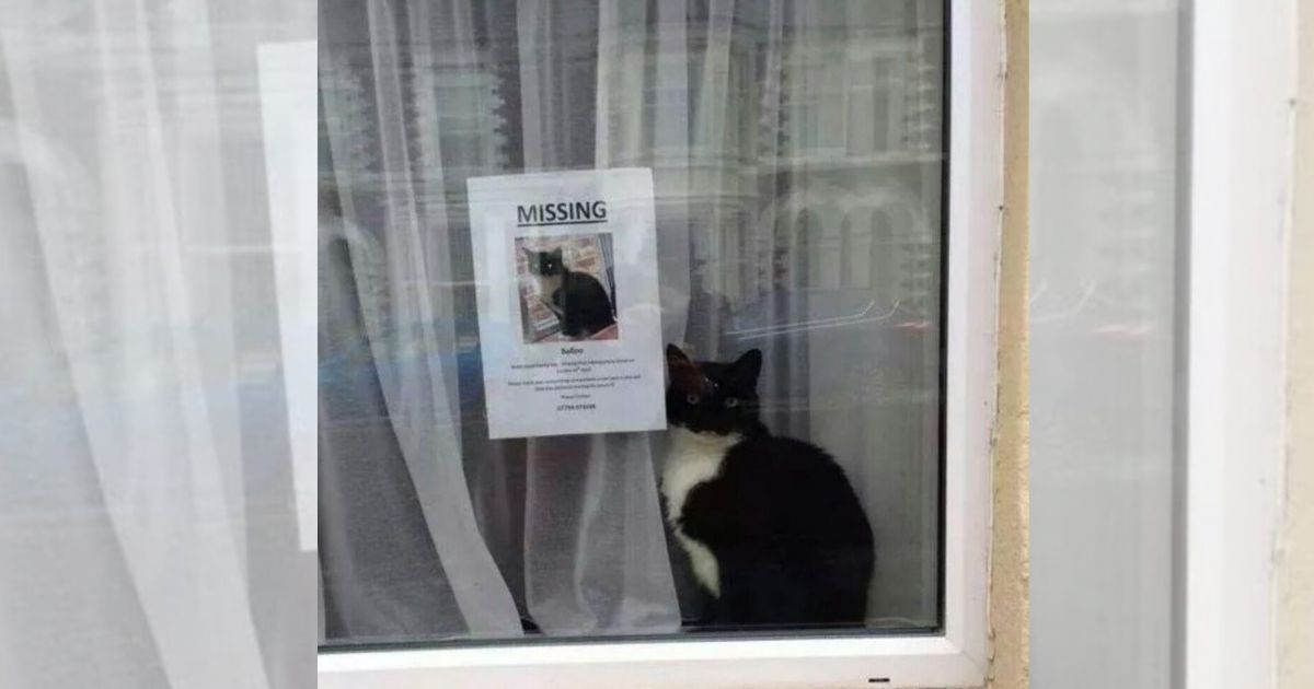 Kucing Hilang Ditemui Duduk Di Sebelah Poster ‘Lost Cat’, Netizen Kongsi Kisah Lucu ‘Si Bulus’