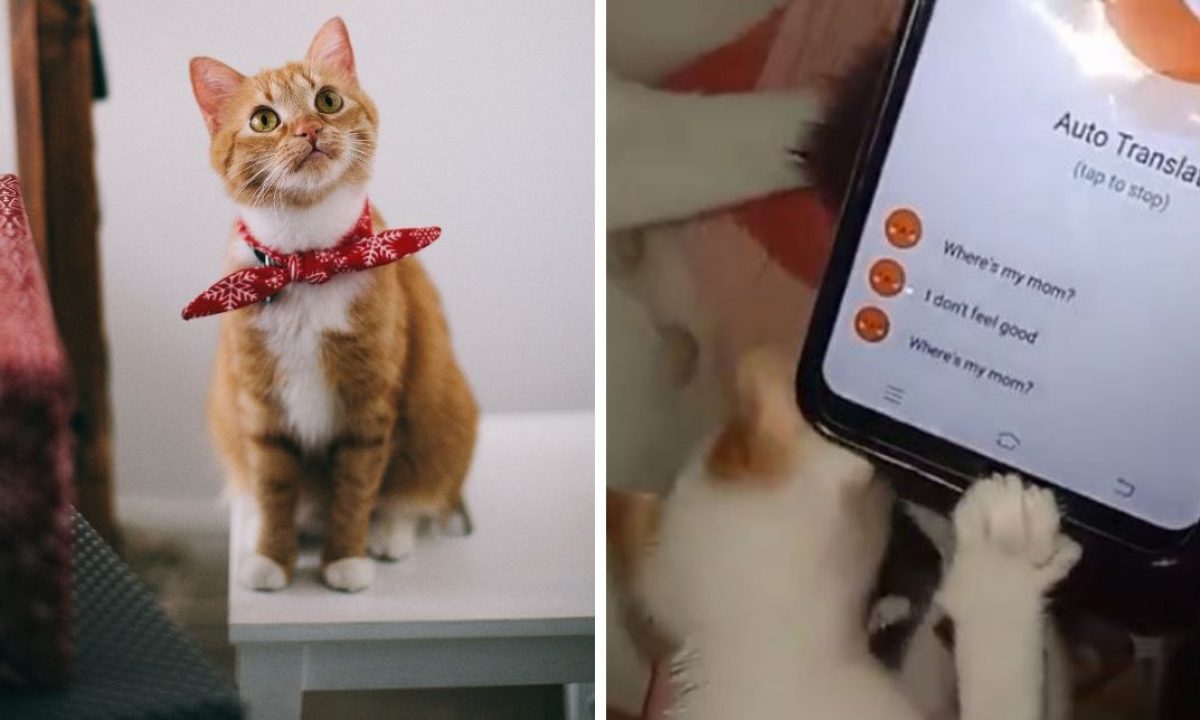 Boleh Try Dekat Oyen Aplikasi Translate Bahasa Haiwan Buat Netizen Teruja Remaja