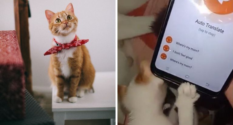 Boleh Try Dekat ‘Oyen’, Aplikasi Translate Bahasa Haiwan Buat Netizen Teruja