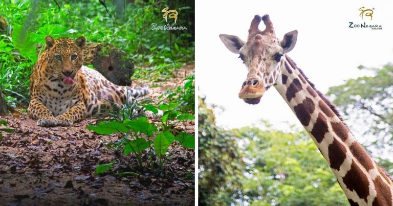 Zoo Negara Hanya Mampu Bertahan Hingga April, Ini Cara Untuk Korang Beri Sumbangan