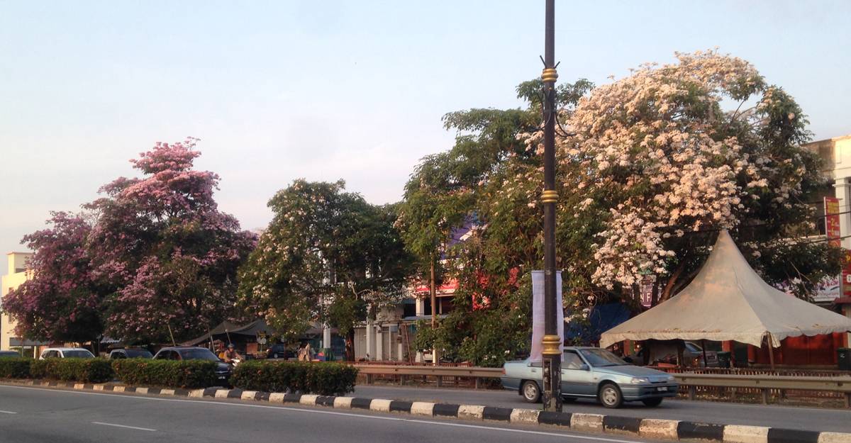 Hampa ‘Sakura Kedah’ Tidak Semekar Tahun Lalu Walaupun Cuaca Panas
