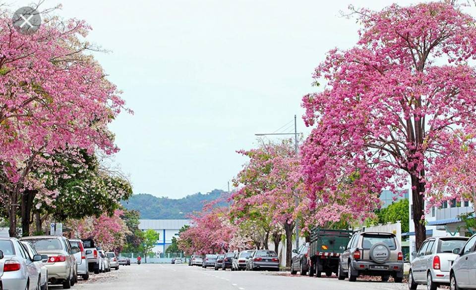 Hampa ‘Sakura Kedah’ Tidak Semekar Tahun Lalu Walaupun Cuaca Panas