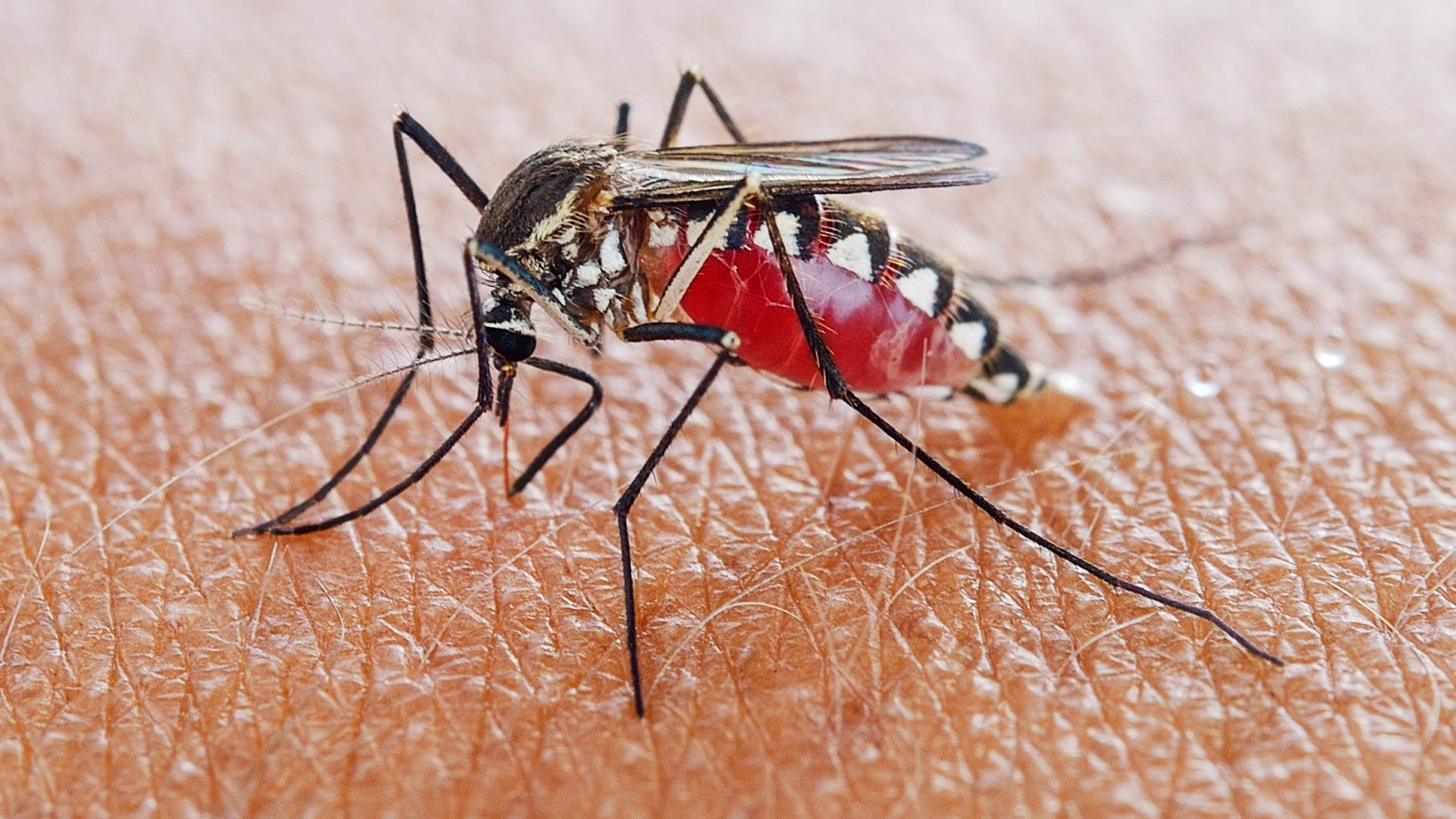 Darah Jenis O Mudah Jadi Mangsa, Doktor Ini Jelas 6 Sebab Kenapa Korang Sering Digigit Nyamuk