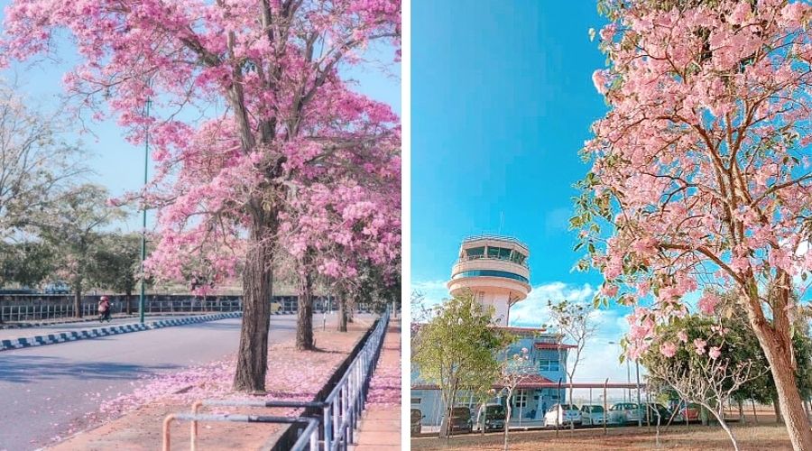 Fenomena ‘Sakura’ Melanda Negara, Orang Ramai Teruja Muat Naik Foto Di Media Sosial