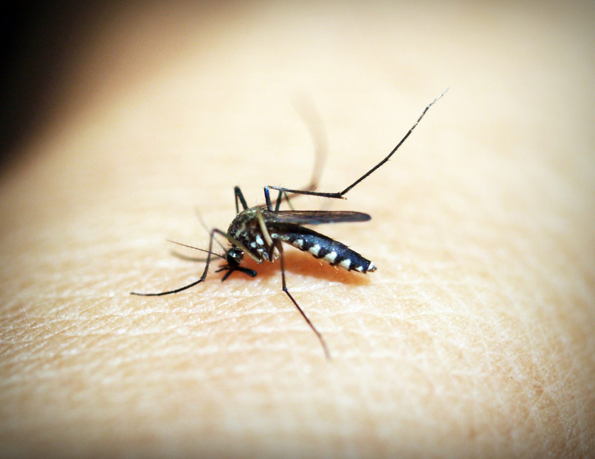 Berkesan Tapi Bahaya Untuk Kesihatan, Ubat Nyamuk ‘Viral’ Boleh Akibat Kanser