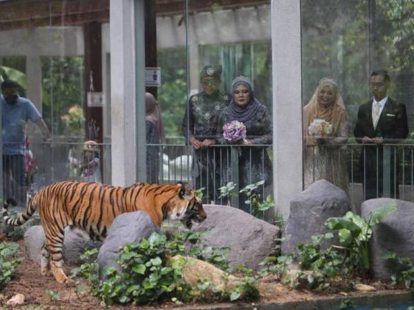 Luar Biasa.. Dua Pasangan Pengantin Ini Bersanding Di Zoo Negara..