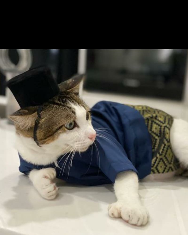 Kucing Pun Nak Beraya, Ini Antara Koleksi Baju Raya Buat Si Bulus Dijual Secara Online